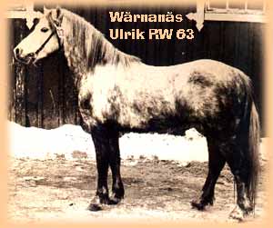 Wrnans Ulrik RW 63